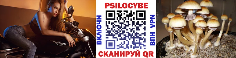 Галлюциногенные грибы Psilocybine cubensis  Армянск 